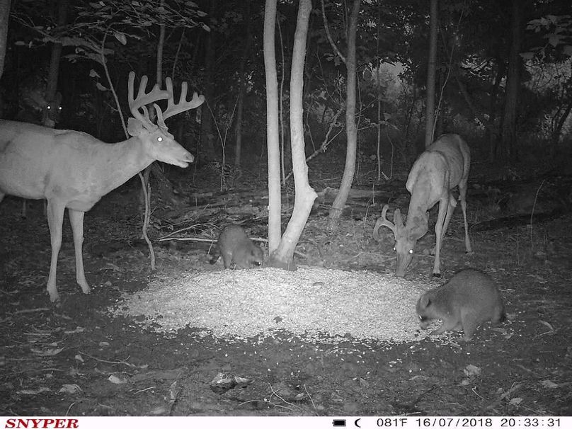 Trail cam9