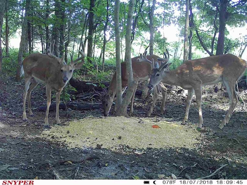 Trail cam10