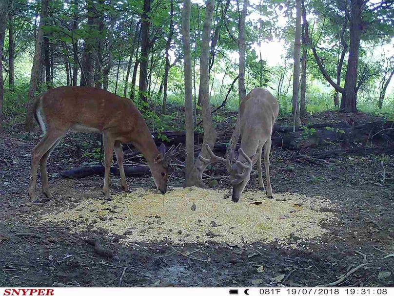 Trail cam11
