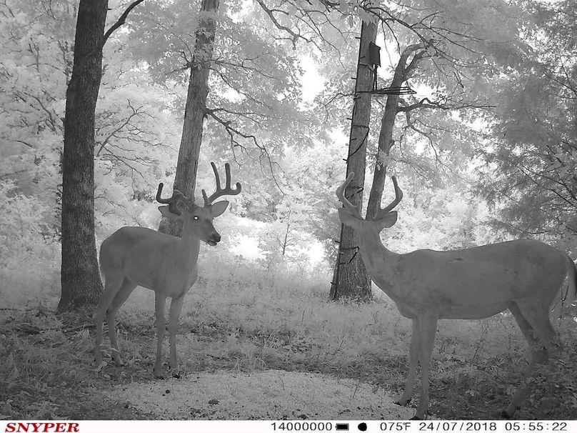 Trail cam13