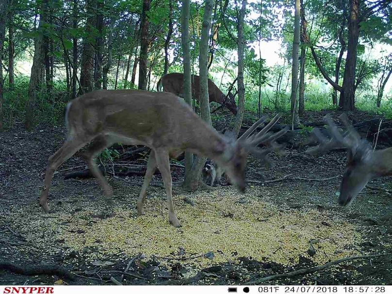 Trail cam14