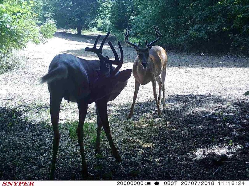 Trail cam15