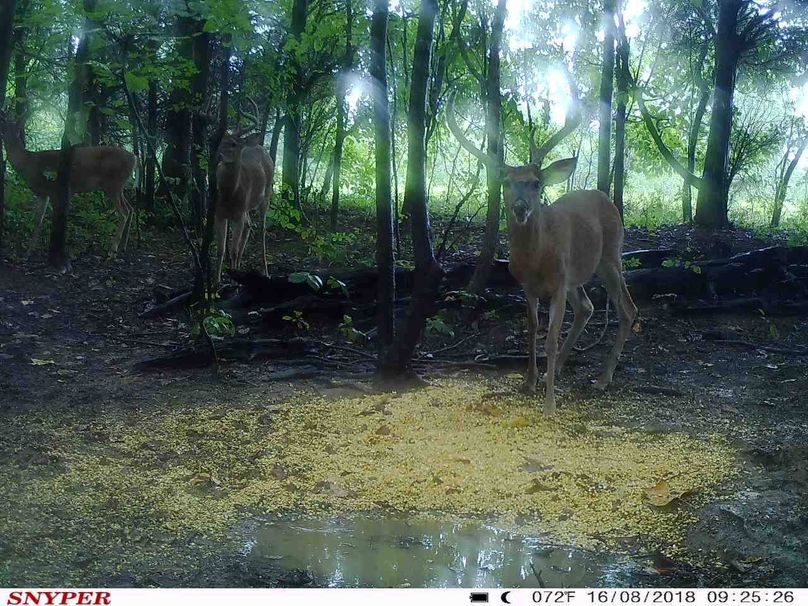Trail cam18