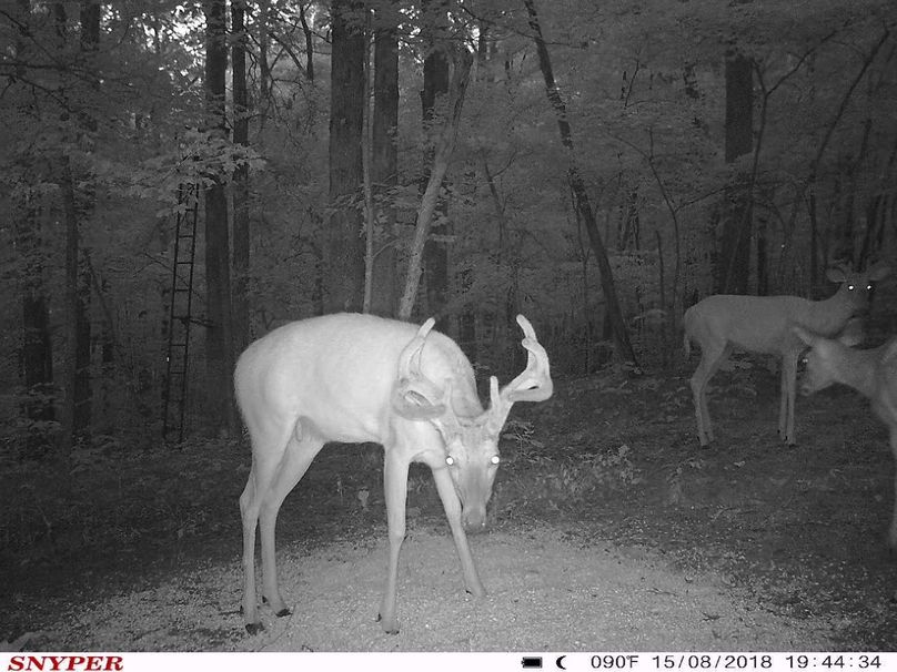 Trail cam19