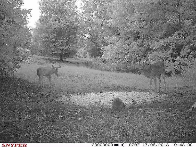 Trail cam20