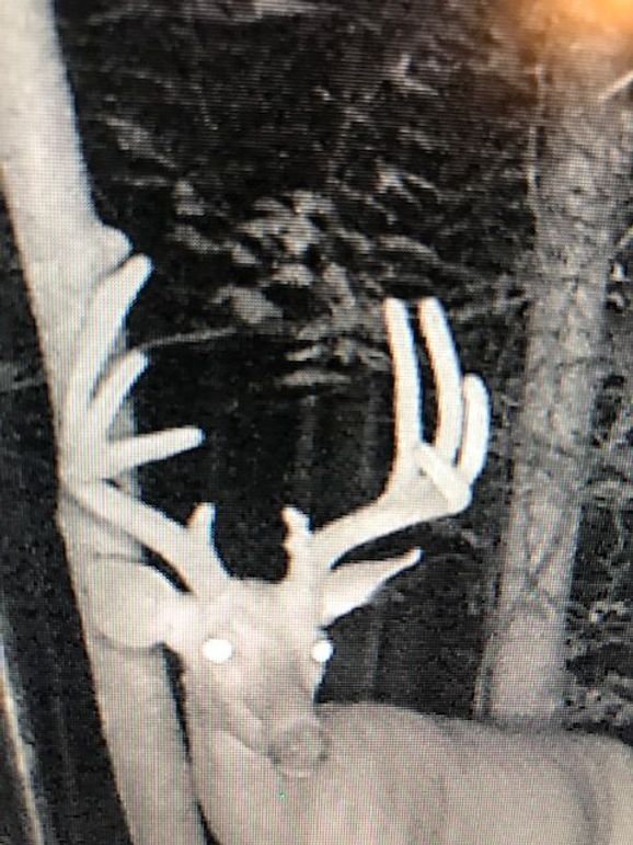 Trail cam26