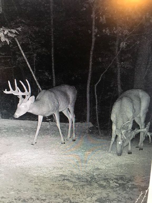 Trail cam28