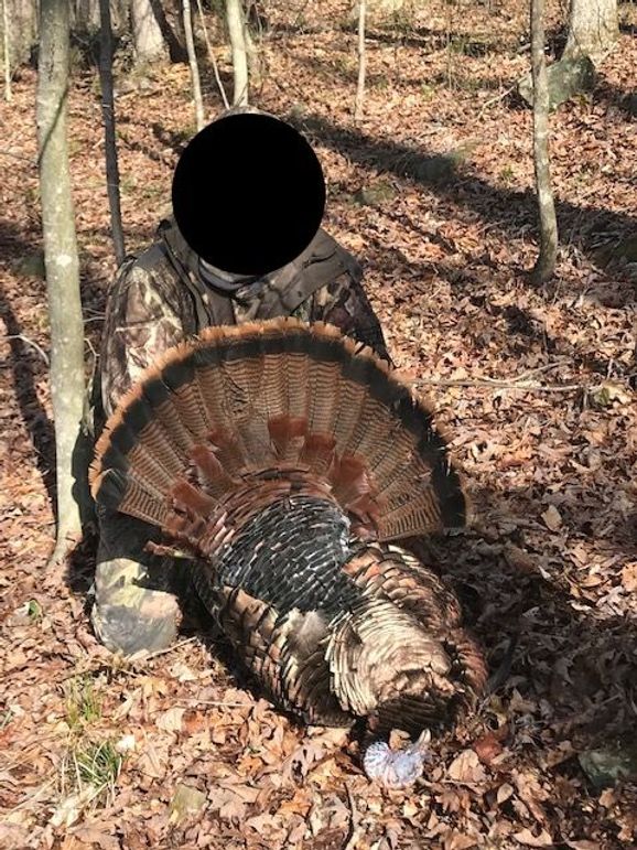 Turkey harvest1
