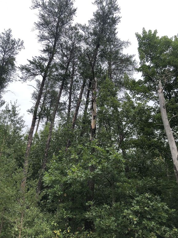 Washburn7.65prescott-001