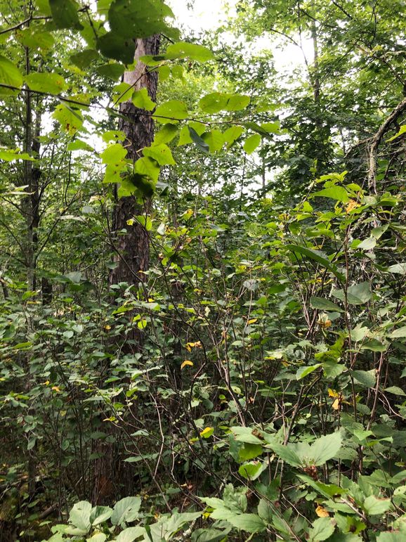 Washburn7.65prescott-003