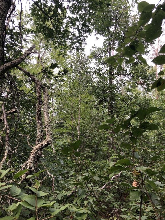 Washburn7.65prescott-005