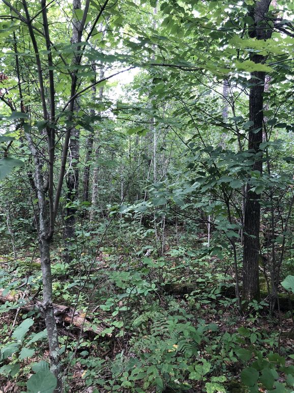 Washburn7.65prescott-007