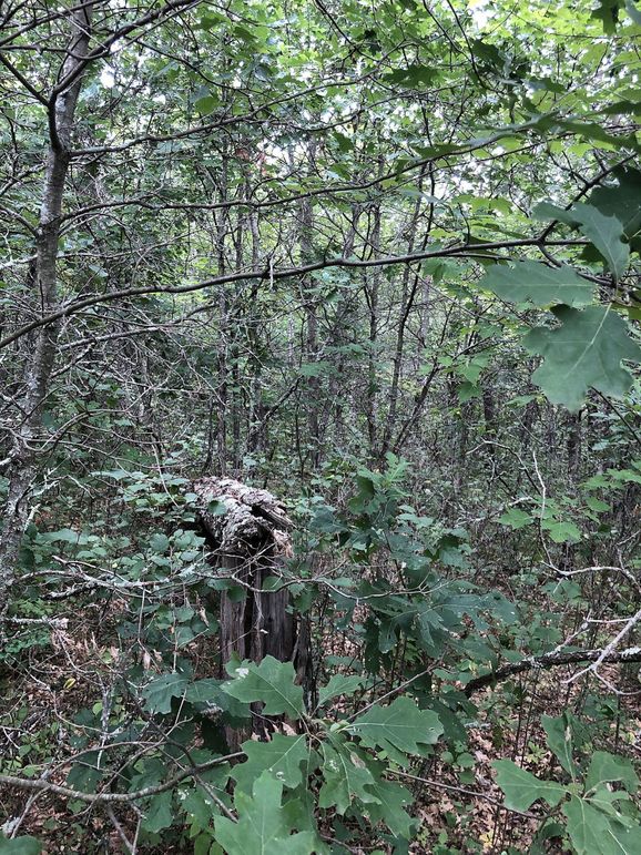 Washburn7.65prescott-008