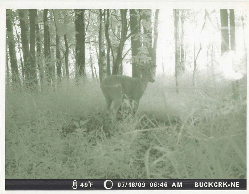 Trailcam