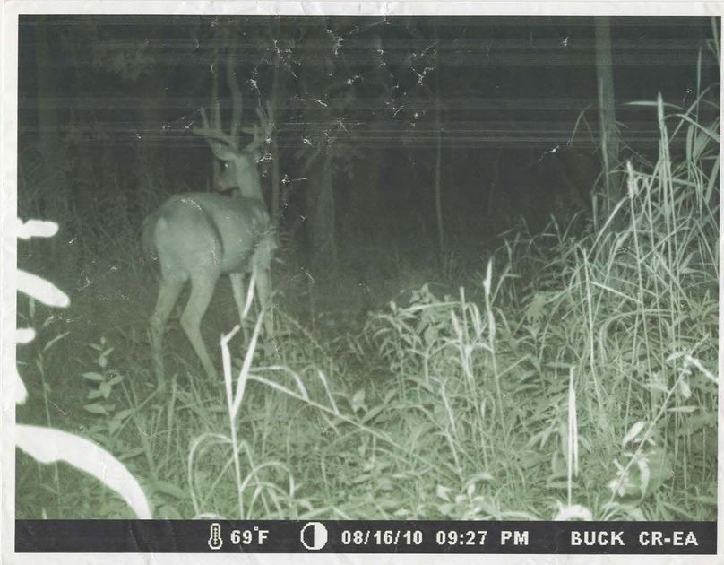 Trailcam2