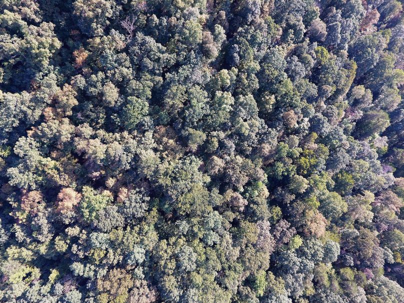 009 overhead drone shot of the canopy near the north boundary