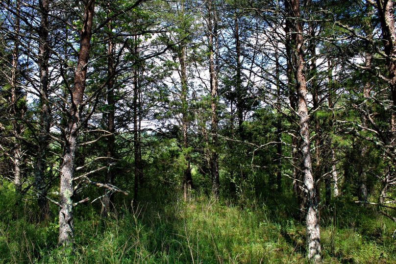 007 small pine thicket bedding area