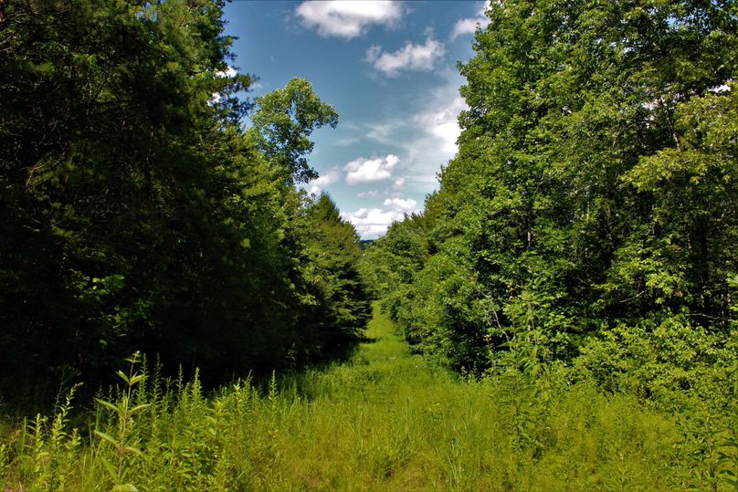 004 gorgeous cleared strip allowing ease of access through the property