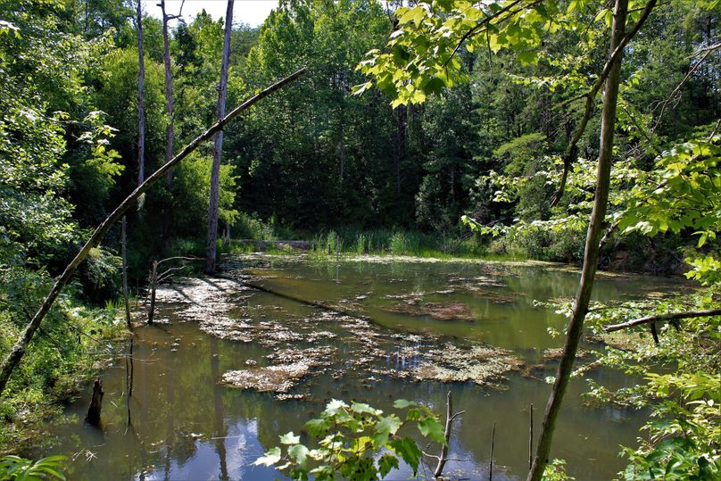 005 1of8 ponds on the property