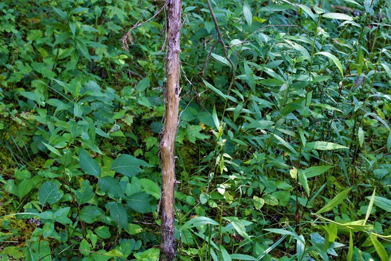 009 1-2 year old deer rub along the back portion of the property