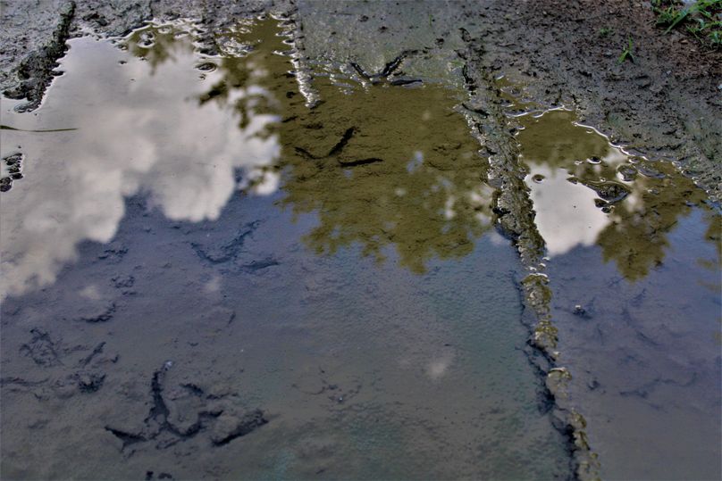 010 some recent turkey tracks