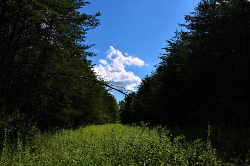 011 stunning view looking down the clearing