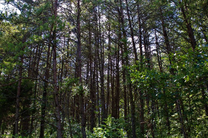 014 nice tall pine thicket