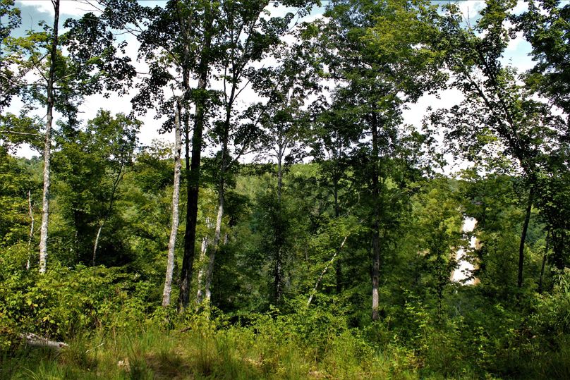 023 young timber looking east towards the main highway