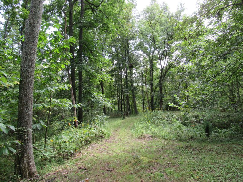 Timber and open area