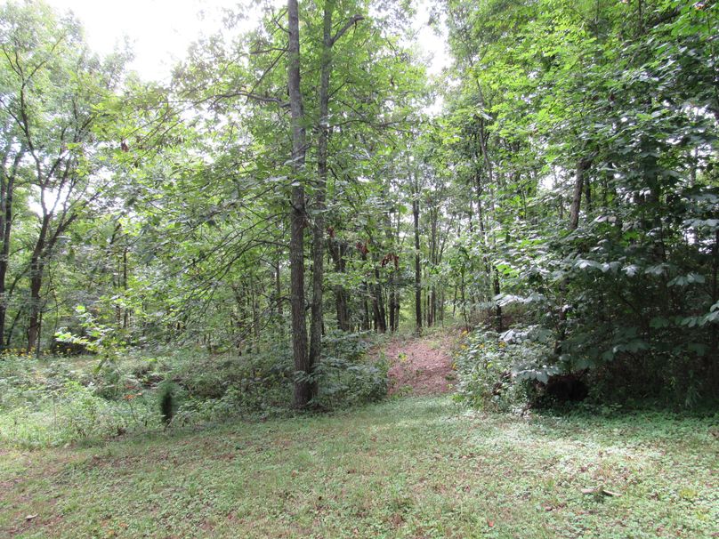 Timber and path to hunting blind