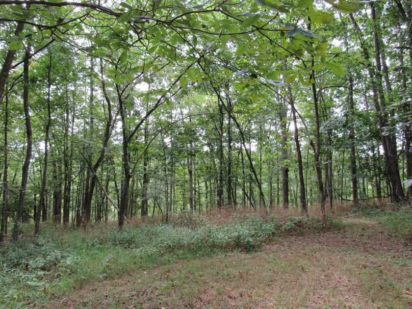 Wooded area(1)