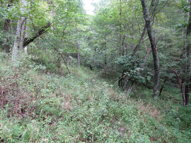 Open wooded area