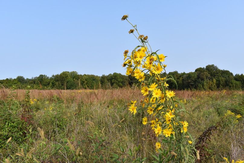 Unadjustednonraw thumb 69ba