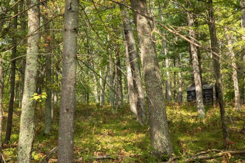 16 deer blind nestled in mature timber