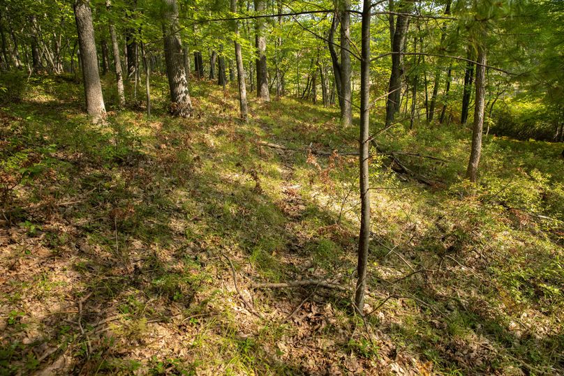 11 more deer trails!