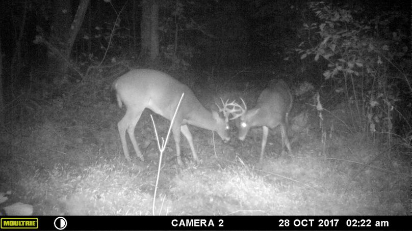 Trail cam4