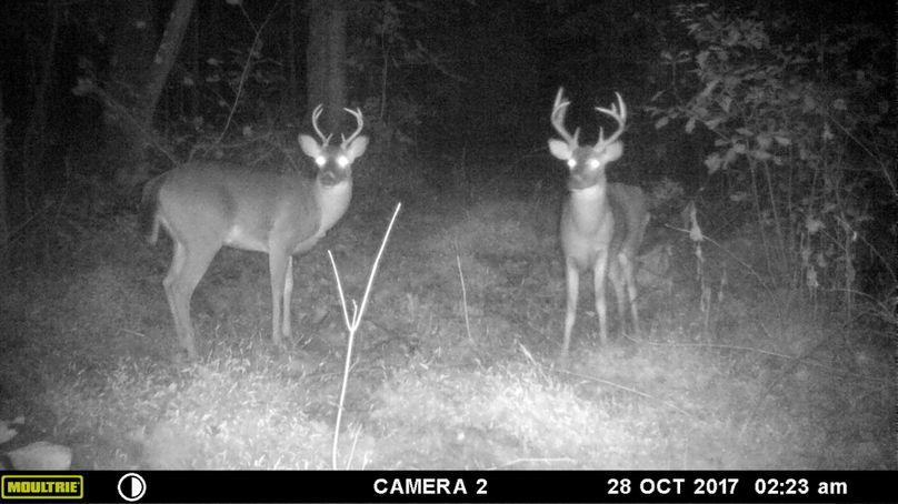 Trail cam5