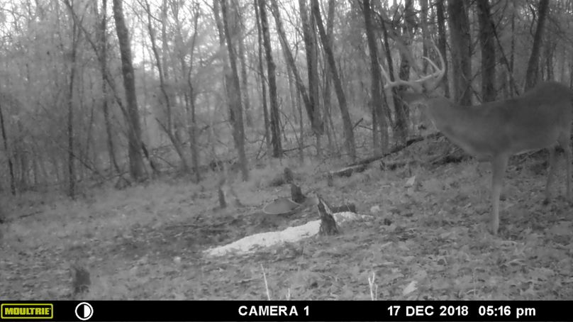 Trail cam7
