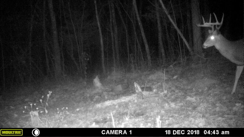 Trail cam8