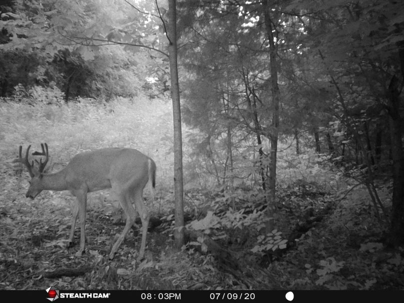 Trail cam12