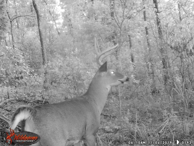Trail cam16