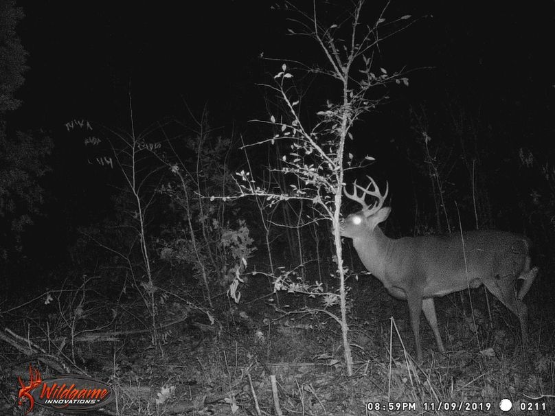 Trail cam17