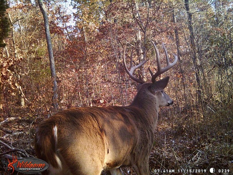Trail cam18