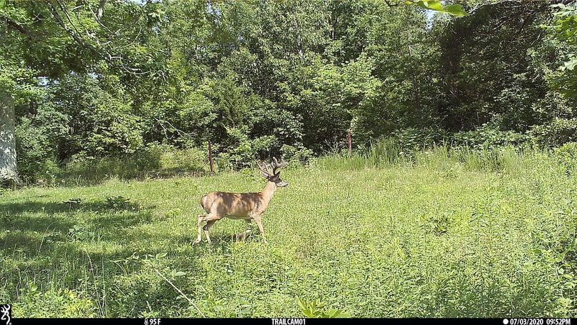 Trail cam2