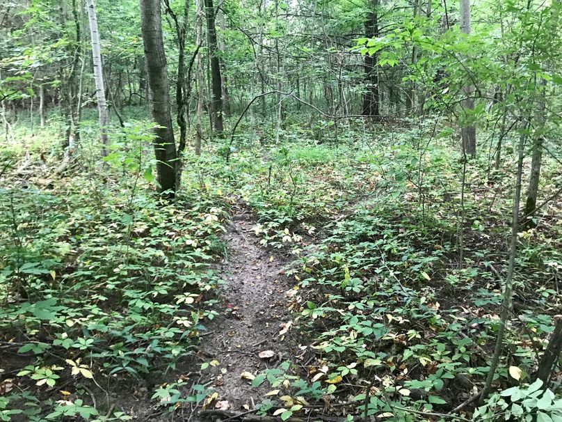 62 deer trail(1)