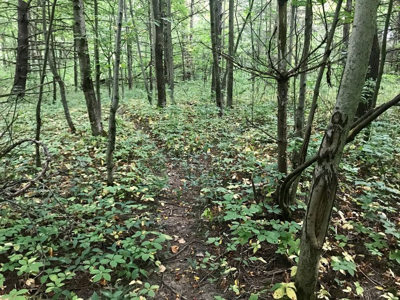 62 deer trail
