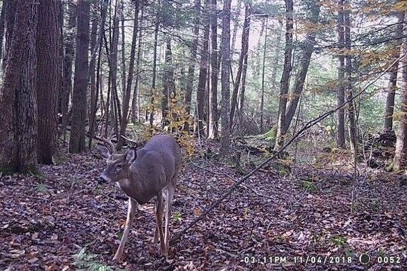 Chenango 51.85 osborne deer