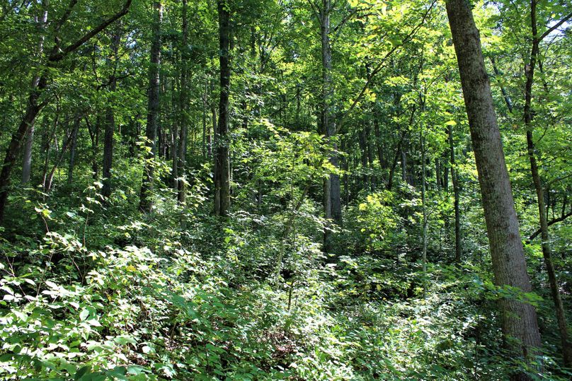 003 big forested hillsides with a variety of tree species