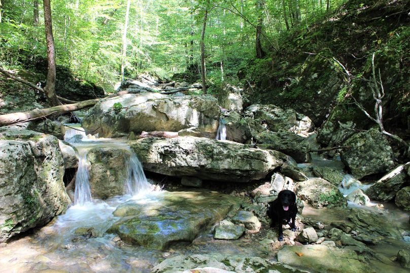 001 gorgeous mountain stream flowing out of the national forest to the north