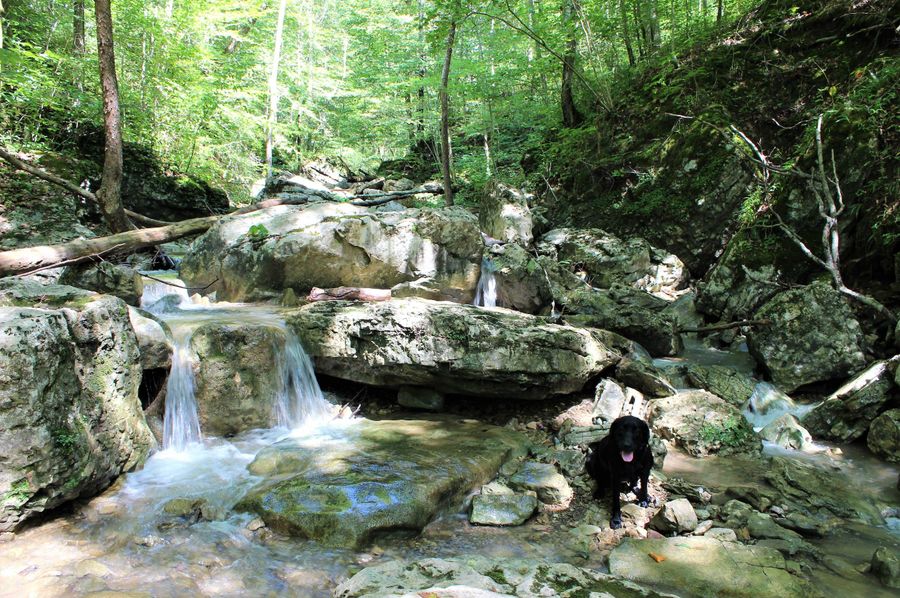 001 gorgeous mountain stream flowing out of the national forest to the north